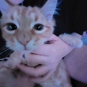 Meet your Posher, Just an average